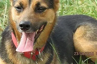 Hope - wyjątkowa i bezproblemowa suczka szuka domu