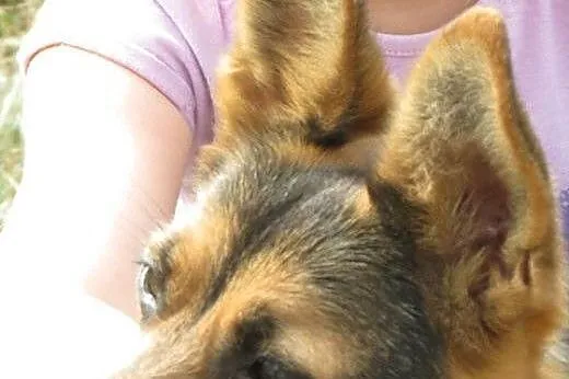Hope - wyjątkowa i bezproblemowa suczka szuka domu