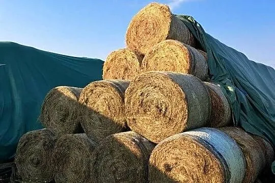 Siano dla koni 1 pokos z transportem / baloty siana dowóz / siano dla koni