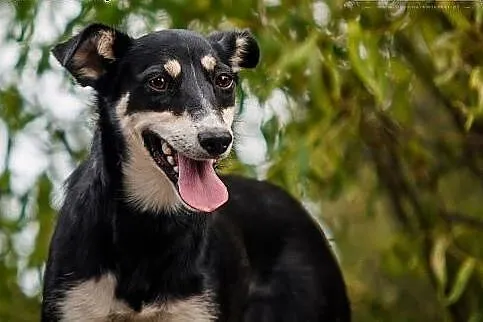 ZORZA - młoda, SKOCZNA i ZWINNA suczka do ADOPCJI.