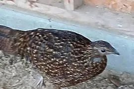 Bażanty tragopan satyr samice