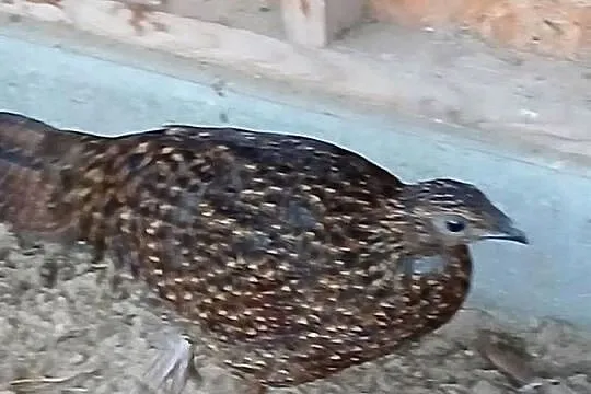 Bażanty tragopan satyr samice