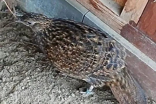 Bażanty tragopan satyr samice, Pomorskie, Prabuty