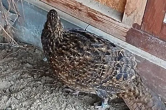 Bażanty tragopan satyr samice, Pomorskie, Prabuty