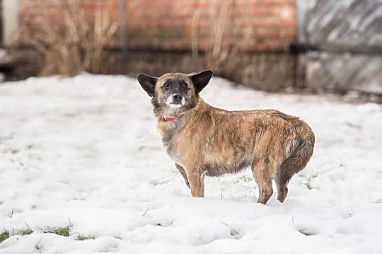 Peperek - mały tygrysek szuka domu!
