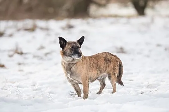 Peperek - mały tygrysek szuka domu!, Mazowieckie, Warszawa