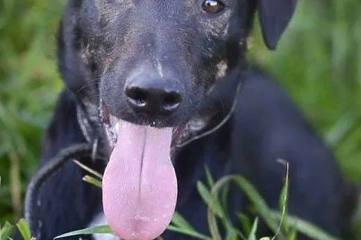Tobiś, psi aniołek, młodziutki psiak do adopcji!,  Kundelki cała Polska