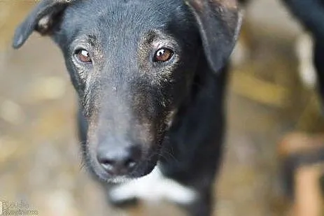 Tobiś, psi aniołek, młodziutki psiak do adopcji!, 