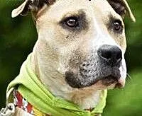 LIZA do adopcji, mazowieckie Warszawa