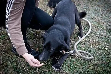 Piękny kundelek Kubuś cierpi w schronisku - nikt n