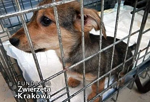 Zuza słodka psinka, małopolskie Kraków