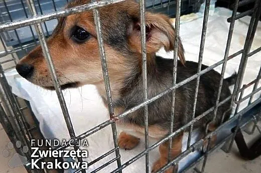 Zuza słodka psinka,  małopolskie Kraków