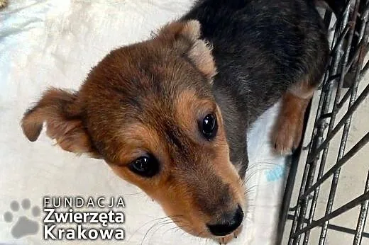 Zuza słodka psinka,  małopolskie Kraków