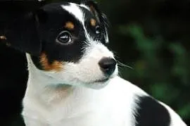 Jack Russell Terrier - suczka z rodowodem FCI,  ma, Kraków