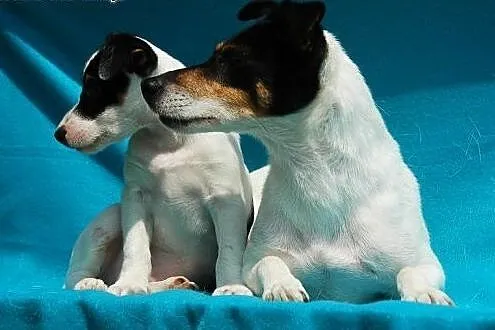 Jack Russell Terrier - suczka z rodowodem FCI,  ma
