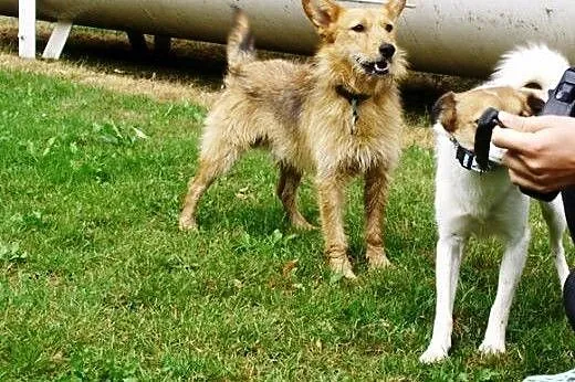 Tymon, szorstkowłose cudeńko do adopcji ,  dolnośl