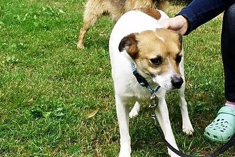 Tymon, szorstkowłose cudeńko do adopcji ,  dolnośl