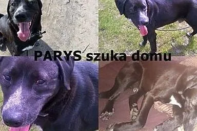 PARYS szuka dobrego domu ,  Kundelki cała Polska