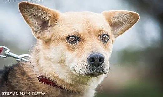 OTOZ Animals - Dzika - skryta suczka marzy o norma
