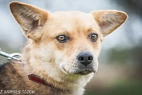 OTOZ Animals - Dzika - skryta suczka marzy o norma