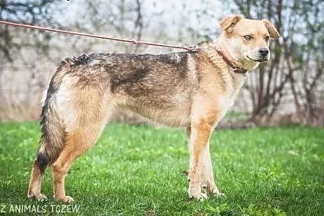 OTOZ Animals - Dzika - skryta suczka marzy o norma