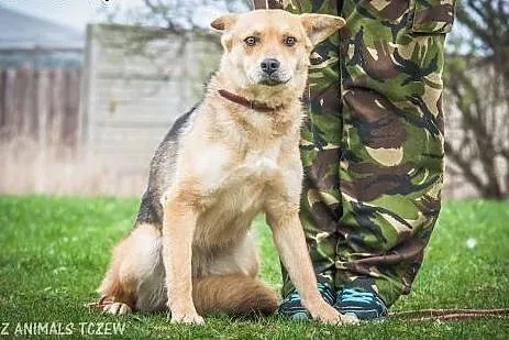 OTOZ Animals - Dzika - skryta suczka marzy o norma