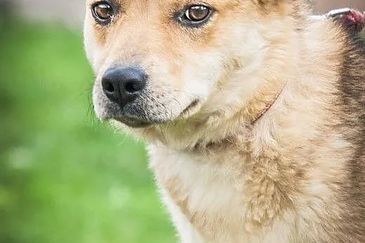 OTOZ Animals - Dzika - skryta suczka marzy o norma