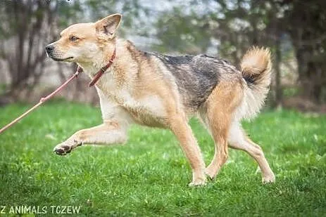 OTOZ Animals - Dzika - skryta suczka marzy o norma