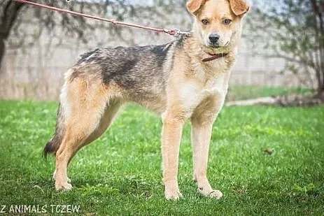 OTOZ Animals - Dzika - skryta suczka marzy o norma