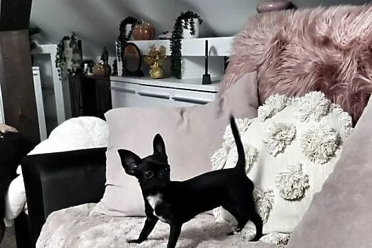 *** Przepiękna Czarnulka Chihuahua *** Gotowa Do Odbioru ***, Wielkopolskie, Ciszkowo
