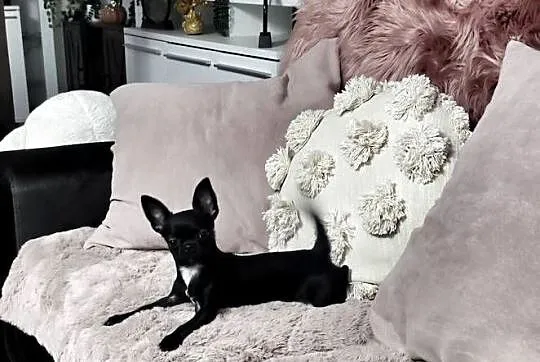 *** Przepiękna Czarnulka Chihuahua *** Gotowa Do Odbioru ***, Wielkopolskie, Ciszkowo