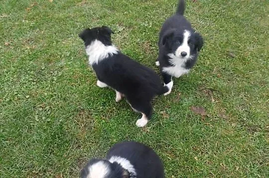 Piękne Border Collie, Wielkopolskie, Jarocin