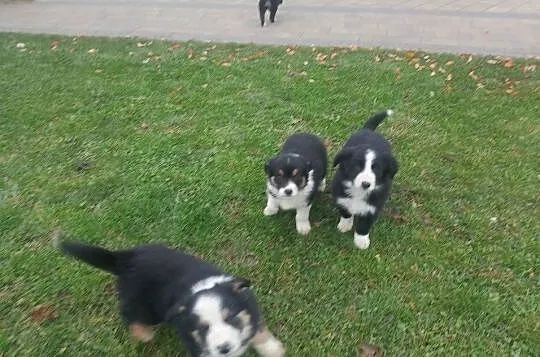Piękne Border Collie, Wielkopolskie, Jarocin