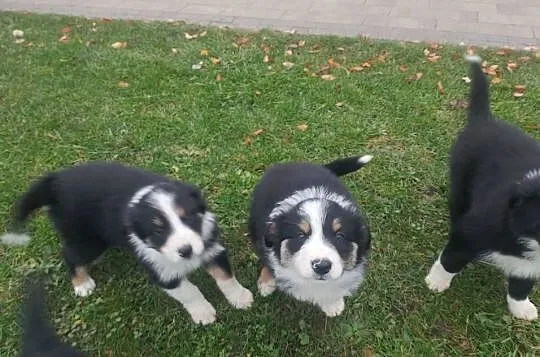Piękne Border Collie, Wielkopolskie, Jarocin