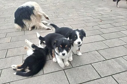 Piękne Border Collie, Wielkopolskie, Jarocin