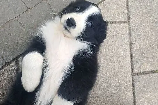 Piękne Border Collie, Wielkopolskie, Jarocin
