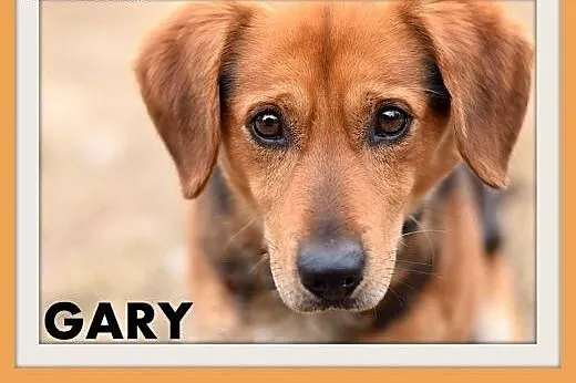 GARY,średni,łagodny,tulaśny,aktywny pies.ADOPCJA,  małopolskie Kraków