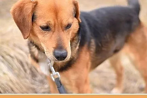GARY,średni,łagodny,tulaśny,aktywny pies.ADOPCJA, 