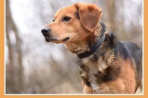 GARY,średni,łagodny,tulaśny,aktywny pies.ADOPCJA, 
