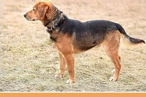 GARY,średni,łagodny,tulaśny,aktywny pies.ADOPCJA, 