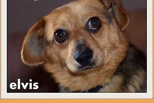 ELVIS,mały 5 kg,łagodny,domowy,rodzinny piesek.ADOPCJA,  dolnośląskie Wrocław