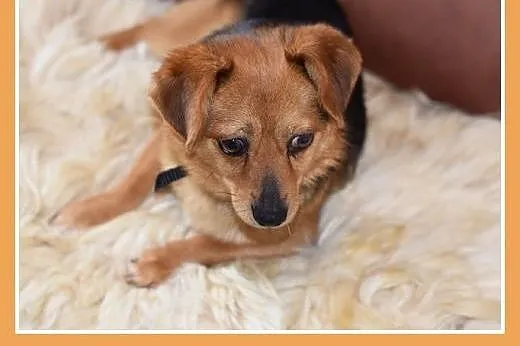 ELVIS,mały 5 kg,łagodny,domowy,rodzinny piesek.ADO