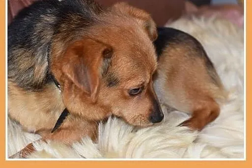 ELVIS,mały 5 kg,łagodny,domowy,rodzinny piesek.ADO