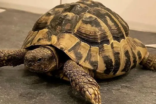 ŻÓW GRECKI dorosły samiec, Lubuskie, Nowa Sól