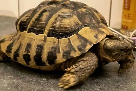 ŻÓW GRECKI dorosły samiec, Lubuskie, Nowa Sól