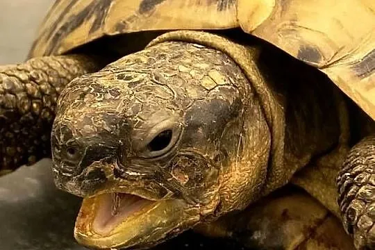 ŻÓW GRECKI dorosły samiec, Lubuskie, Nowa Sól
