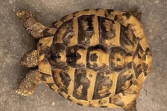 ŻÓW GRECKI dorosły samiec, Lubuskie, Nowa Sól