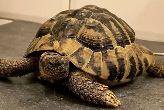 ŻÓW GRECKI dorosły samiec, Lubuskie, Nowa Sól
