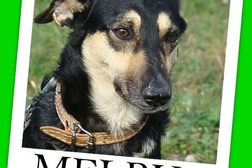 MELBU-3 letni,średni 20 kg psiak, przytulaśny, łagodny, uległy.Adopcja,  małopolskie Kraków