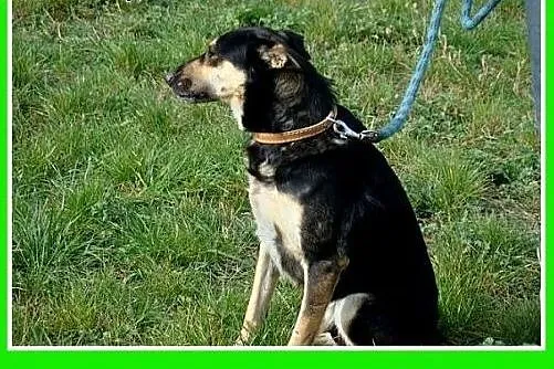 MELBU-3 letni,średni 20 kg psiak, przytulaśny, łag